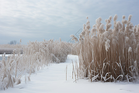 白雪中的芦苇图片