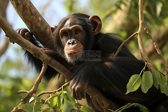 山林中的黑猩猩图片