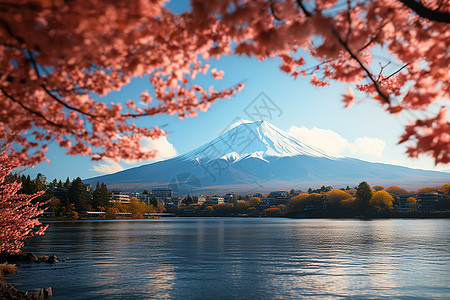 樱花湖畔的雪山图片