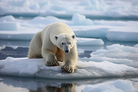 北极熊屹立在冰块上图片