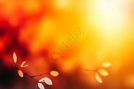 秋日枫叶闪烁图片