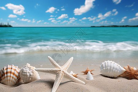 梦幻沙滩的贝壳背景图片