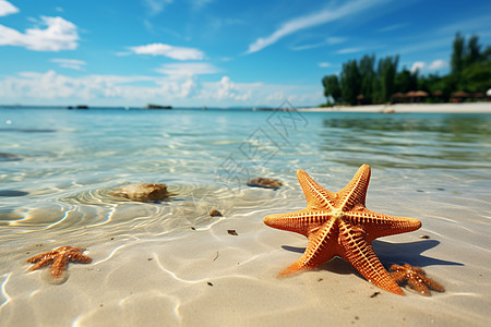 美丽海滩上的海星图片
