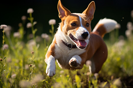 欢快奔跑的宠物狗背景图片