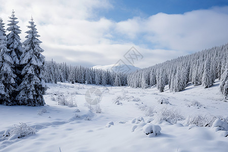 冰雪世界雪山树木高清图片