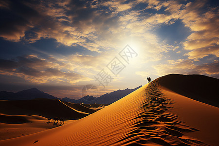 沙漠中的骆驼动物图片
