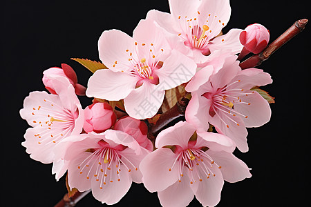 纸条上盛开的粉色桃花背景图片