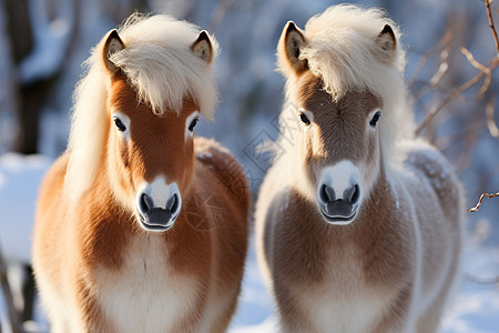 雪地里的两匹马图片
