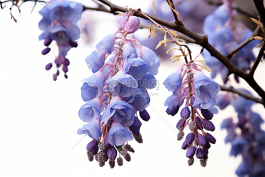 藤蔓上的紫藤花图片