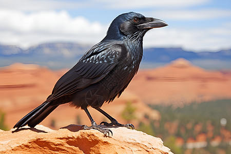 岩石上的乌鸦背景图片