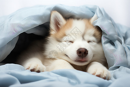 睡眠雪橇犬高清图片