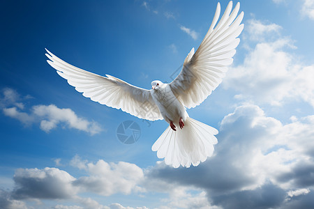 自由徜徉于蓝天的鸽子图片