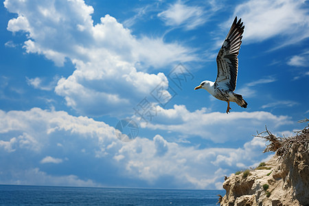 崖边翱翔的鸟背景图片