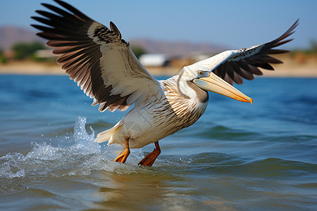 自由飞翔的鸟儿背景图片