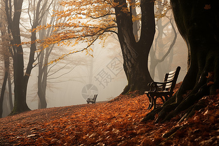 迷雾中笼罩的秋季森林景观图片