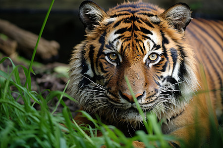 热带丛林中的老虎图片