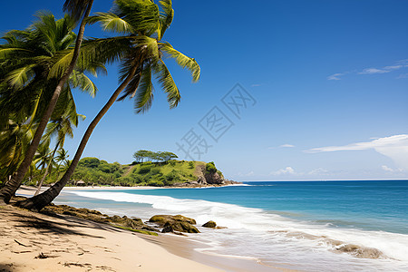 沙滩的棕榈树背景图片