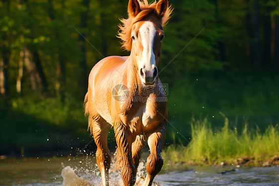 河中奔跑的马儿图片