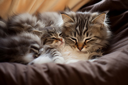 依偎在一起睡觉的猫咪图片