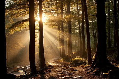 阳光穿过树林图片
