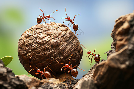 团结合作的蚂蚁高清图片