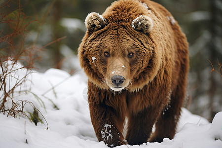 冬季肉食棕熊背景