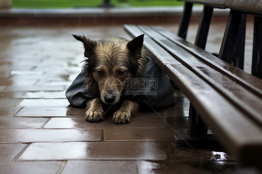 雨天街道上流浪的小狗图片