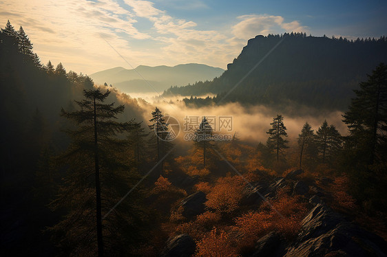 迷雾缭绕的山林奇景图片