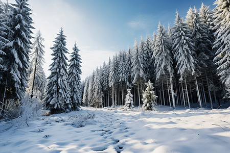 云杉雪景图片