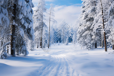 森林雪地背景图片