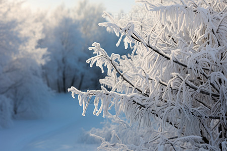 近景冻霜树木背景图片