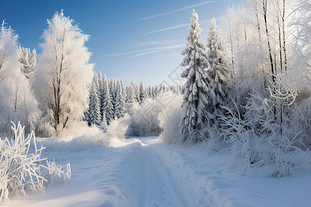 冰雪森林压在云杉上的冰雪背景