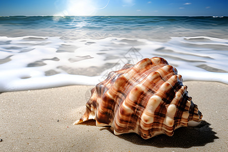 度假海滩上的海螺图片