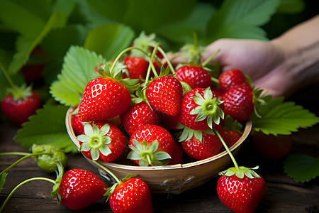 甜美的草莓图片