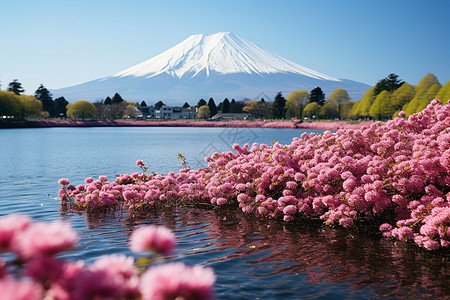 日本樱花日本富士山的粉色背景