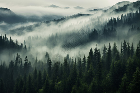 松树林神秘的雾中山林背景