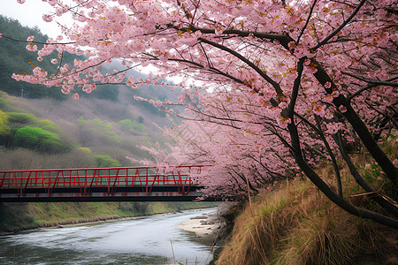 春日里的樱花桥背景图片