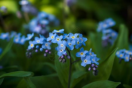 花园中的美丽蓝色花朵图片