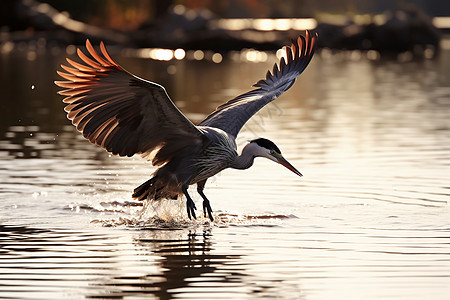 水中展翅的苍鹭图片