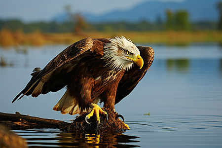 秃鹰盯着水面高清图片