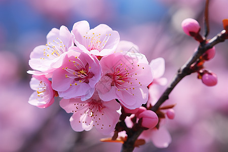 盛开的樱花背景图片