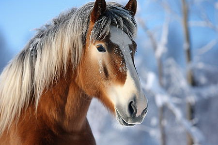 马匹站在雪地里图片