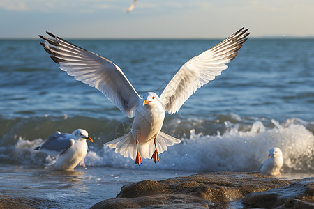 自由翱翔的一只白色的海鸥背景图片