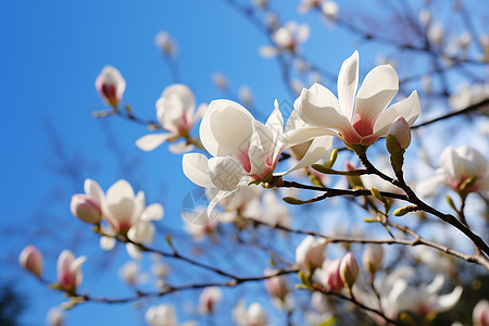 春季花园中绽放的美丽樱花花朵图片