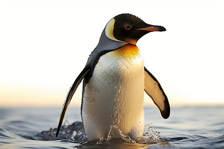南极沙滩上的企鹅背景图片