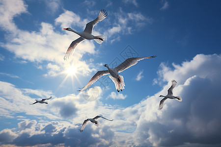 天空中翱翔飞翔的白鹤图片