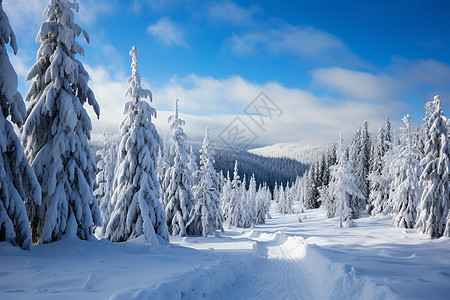 寒冷冬季的的白雪森林景观图片