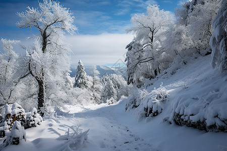 美丽的雪白山林景观图片