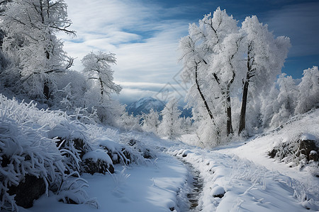 白雪皑皑的山林景观图片