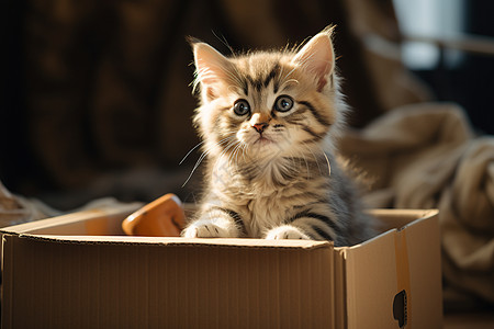 小猫咪在纸箱里图片